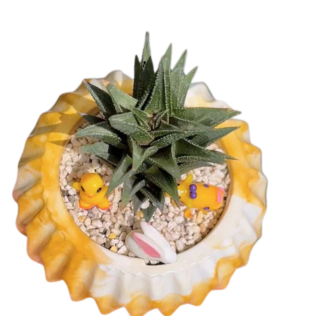 Haworthia Tortuosa